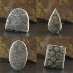 Natural Fossil Coral