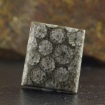 Natural Fossil Coral - Image 4