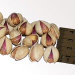 Gharbad / Gharbad pistachios Gharbad raw hazelnut pistachios – 500 grams