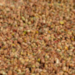 Bulk Iranian Unground Brown Sumac Seeds – Wholesale Buyers - Image 6
