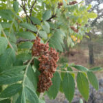 Bulk Iranian Unground Brown Sumac Seeds – Wholesale Buyers - Image 4