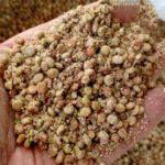 Bulk Iranian Unground Brown Sumac Seeds – Wholesale Buyers - Image 2
